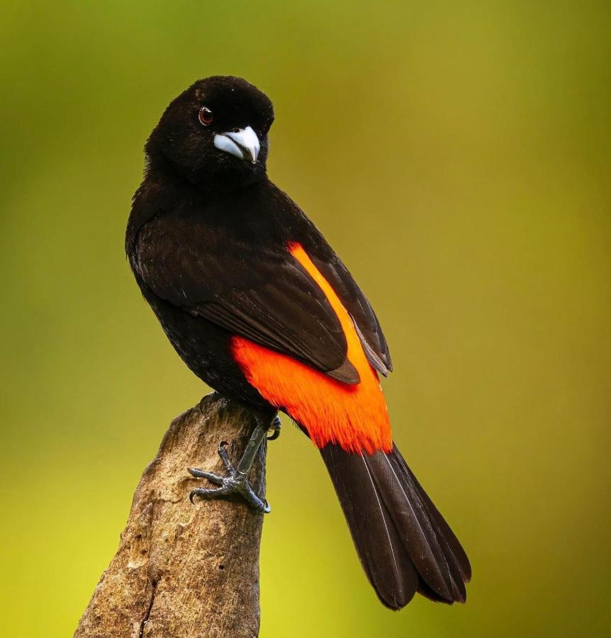 Casita El Sonido De Las Aves Uvita Esterno foto